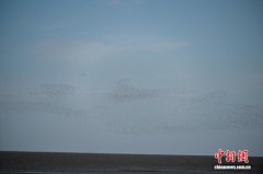 万鸟翔集丹东鸭绿江口